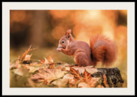 Poster with a picture of a squirrel in an autumn landscape-2