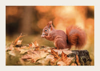 Plakat z wizerunkiem wiewiórki w jesiennym krajobrazie-3