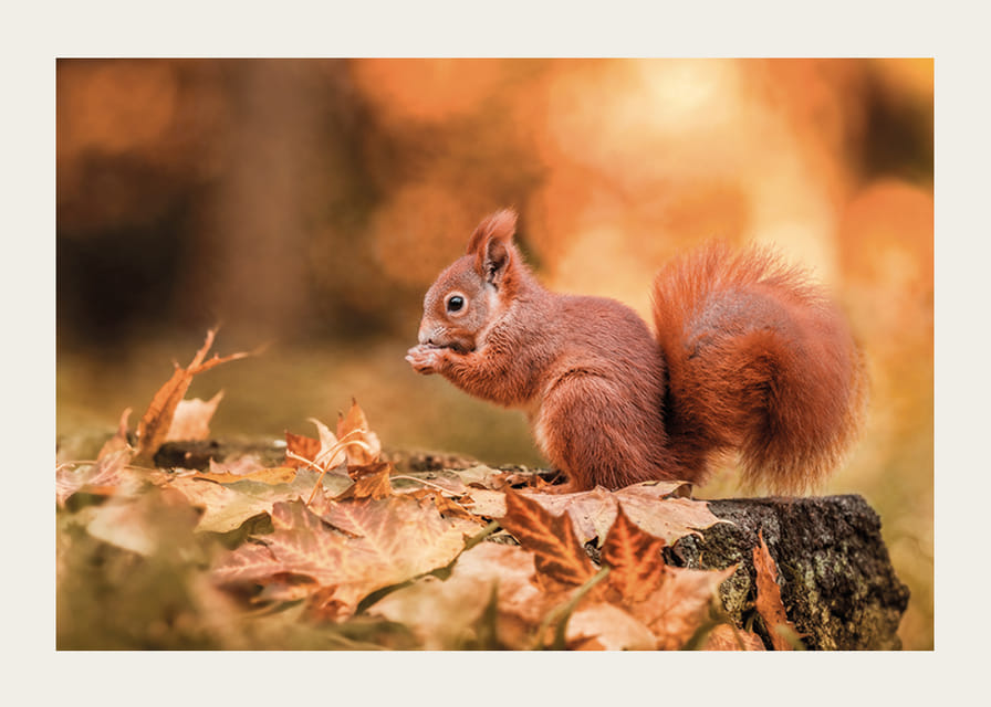 Plakat z wizerunkiem wiewiórki w jesiennym krajobrazie-12