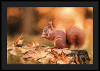 Poster with a picture of a squirrel in an autumn landscape-4