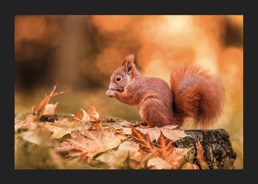Plakat z wizerunkiem wiewiórki w jesiennym krajobrazie-12