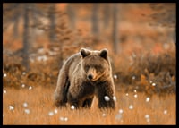 Poster with a picture of a bear in an autumn landscape-6