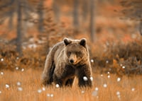Poster with a picture of a bear in an autumn landscape-7