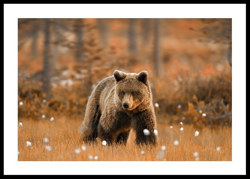 Poster cu poza unui urs într-un peisaj de toamnă-12