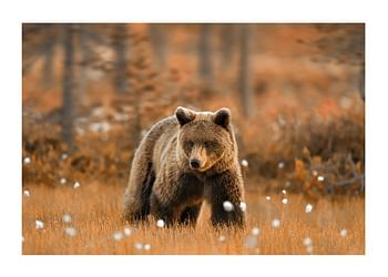 Affiche Bear in Autumn Fields