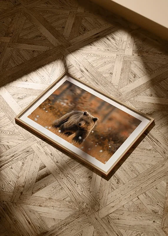 Poster Bear in Autumn Fields crossfade