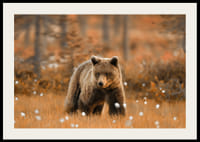 Poster med en bild på en björn i ett höstlandskap-2