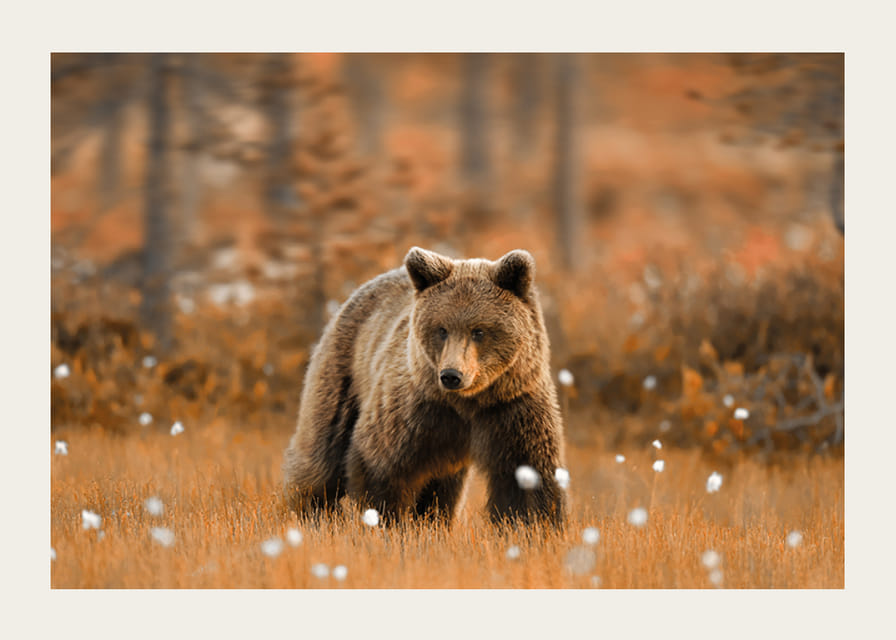 Poster med en bild på en björn i ett höstlandskap-12