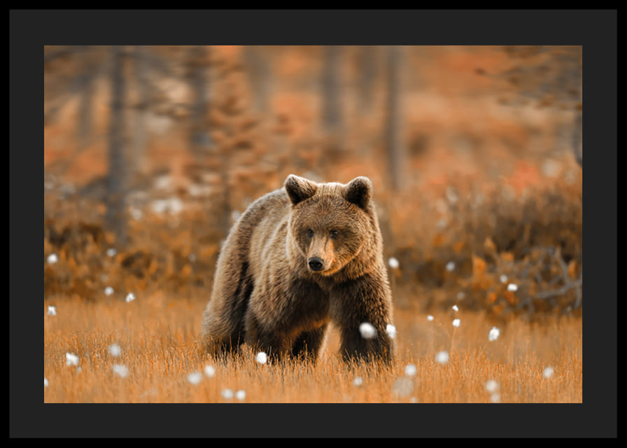 Poster med en bild på en björn i ett höstlandskap-12