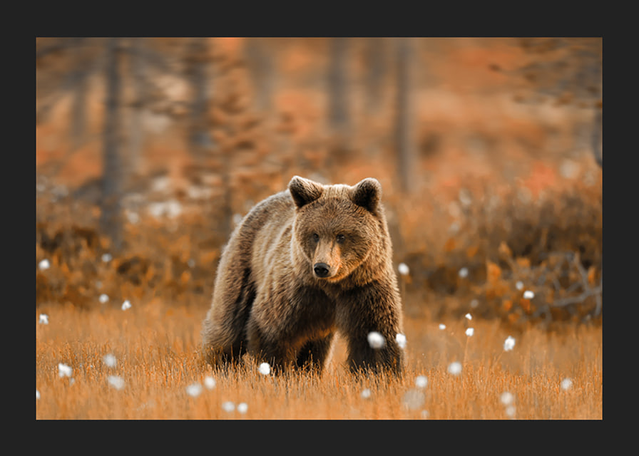 Poster with a picture of a bear in an autumn landscape-12