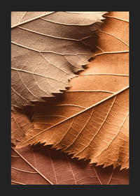 Poster with a close-up of autumn leaves in different layers and shades-5