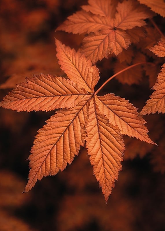 Poster with a close-up of a leaf in burnt autumn colors-12