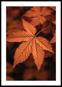 Poster with a close-up of a leaf in burnt autumn colors-0