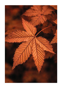 Poster with a close-up of a leaf in burnt autumn colors-1