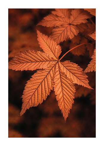 Plakat The Essence Of Fall