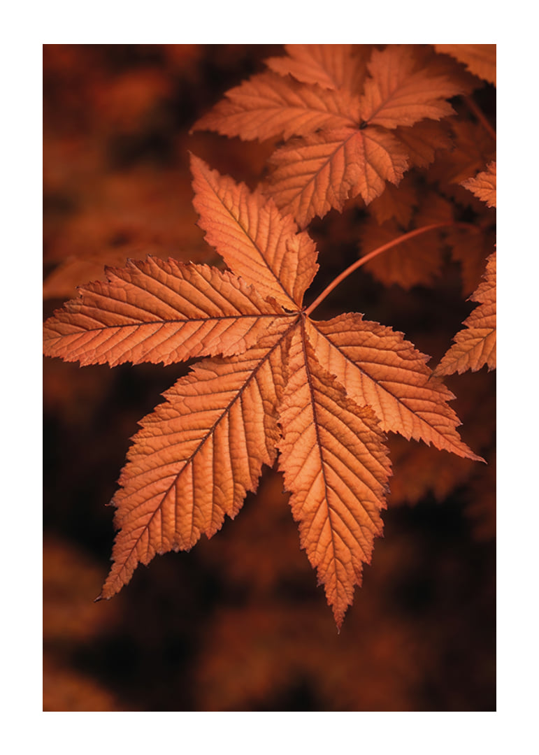 Poster with a close-up of a leaf in burnt autumn colors-12