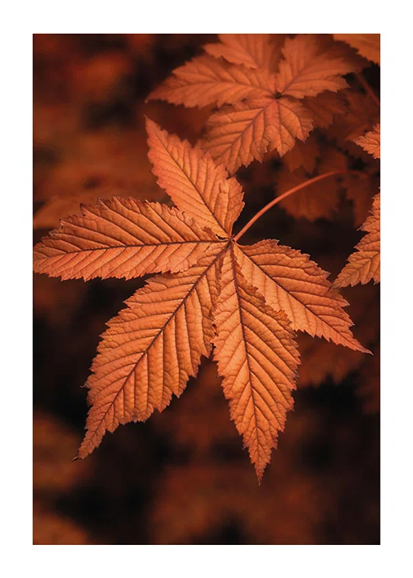 Poster The Essence Of Fall