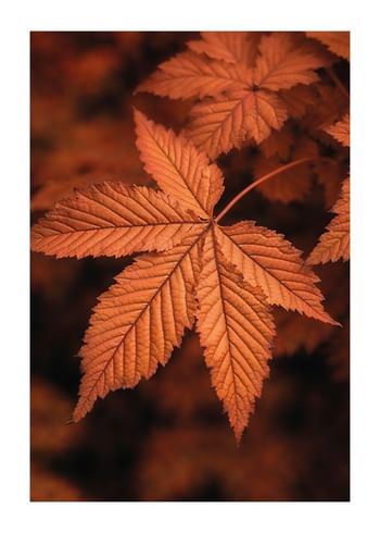 Poster The Essence Of Fall