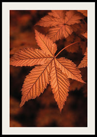 Poster with a close-up of a leaf in burnt autumn colors-2