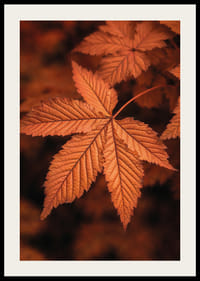Plagát s detailným záberom na list v spálených jesenných farbách-2