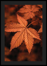Poster with a close-up of a leaf in burnt autumn colors-4