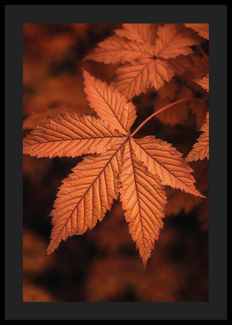 Poster with a close-up of a leaf in burnt autumn colors-12