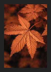 Plagát s detailným záberom na list v spálených jesenných farbách-5