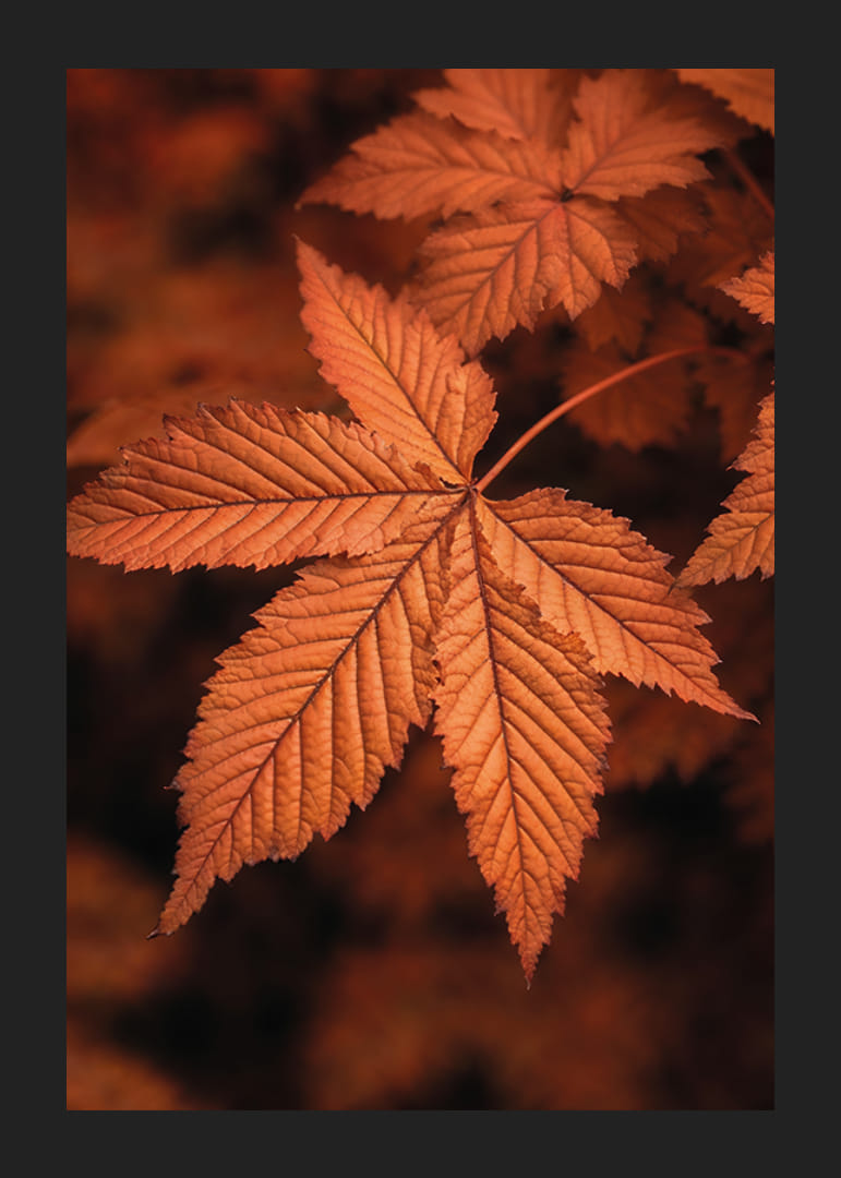 Plagát s detailným záberom na list v spálených jesenných farbách-12