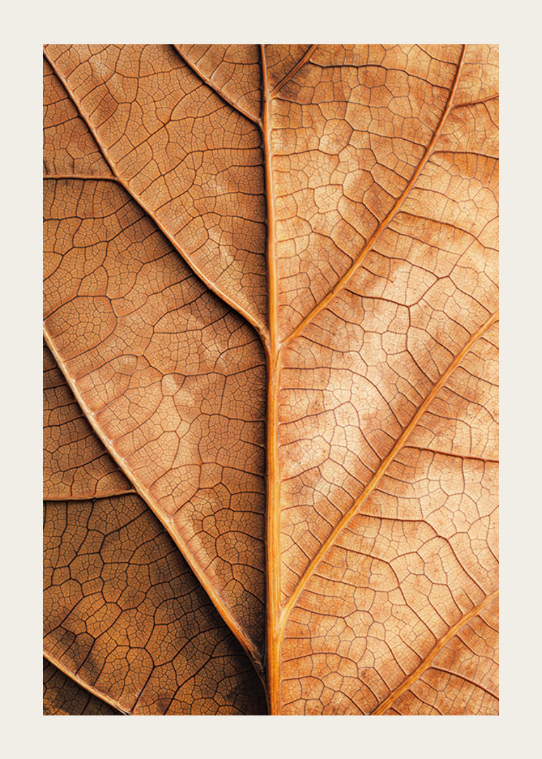 Poster with a close-up of a golden autumn leaf -12