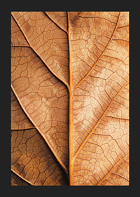 Poster with a close-up of a golden autumn leaf -5