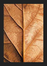 Plakat ze zbliżeniem złotego jesiennego liścia -5