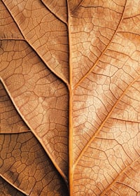 Poster with a close-up of a golden autumn leaf -7