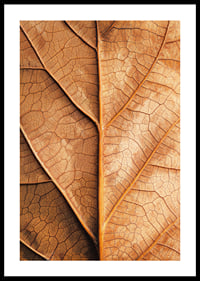 Poster with a close-up of a golden autumn leaf -0