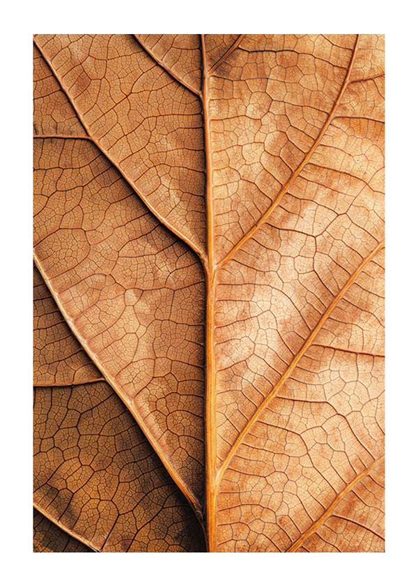 Affiche Autumn Leaf Golden Veins