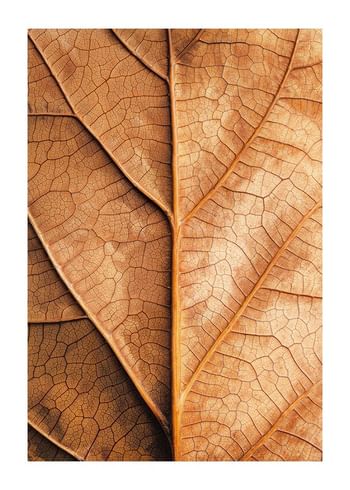 Poszter Autumn Leaf Golden Veins