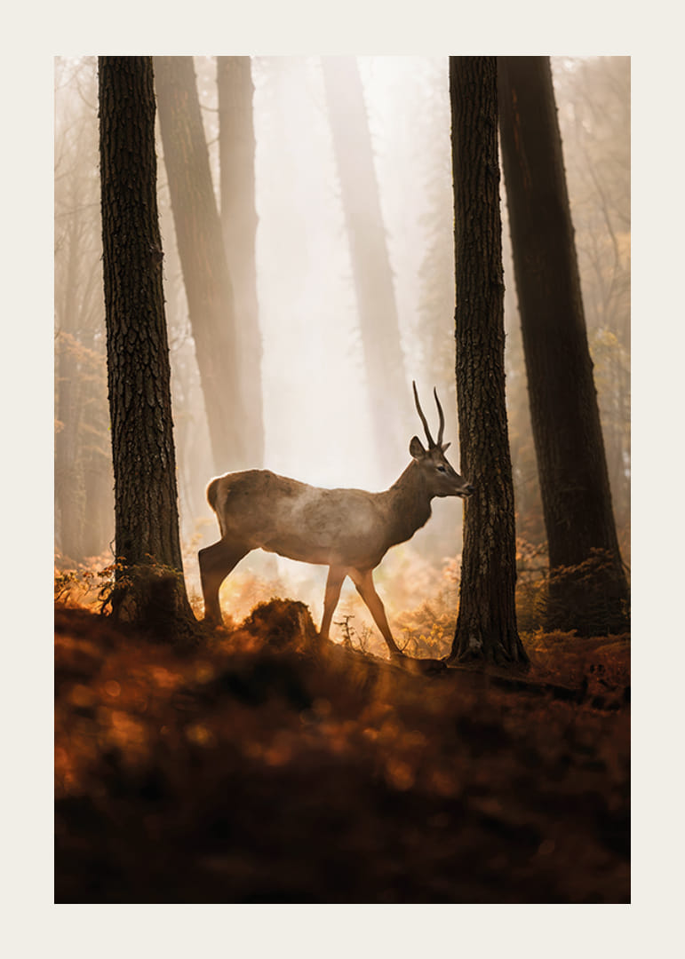 Poster med en bild på en majestätisk hjort i en skog i morgonljus-12