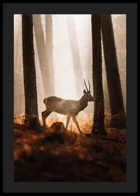 Poster med en bild på en majestätisk hjort i en skog i morgonljus-4