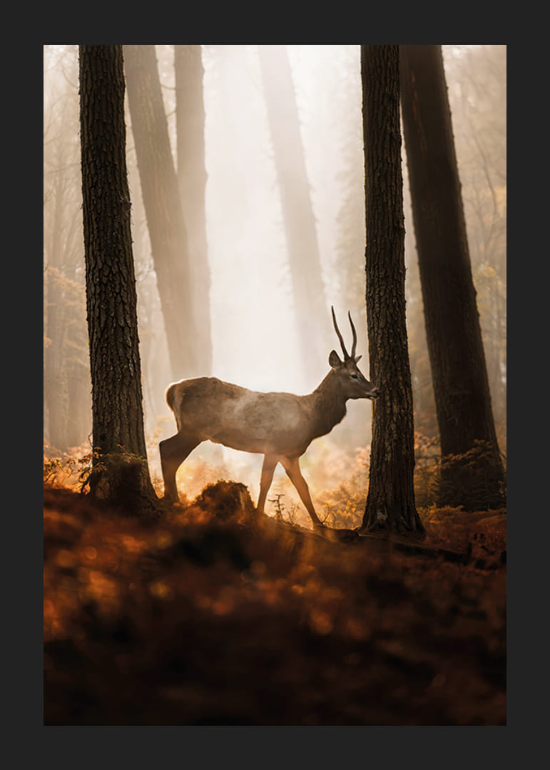 Poster med en bild på en majestätisk hjort i en skog i morgonljus-12