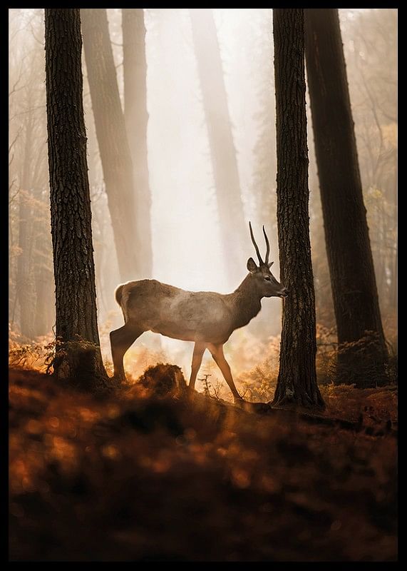 Poster cu o imagine a unui cerb maiestuos într-o pădure în lumina dimineții-12