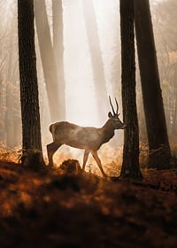 Plagát s obrazom majestátneho jeleňa v lese v rannom svetle-7