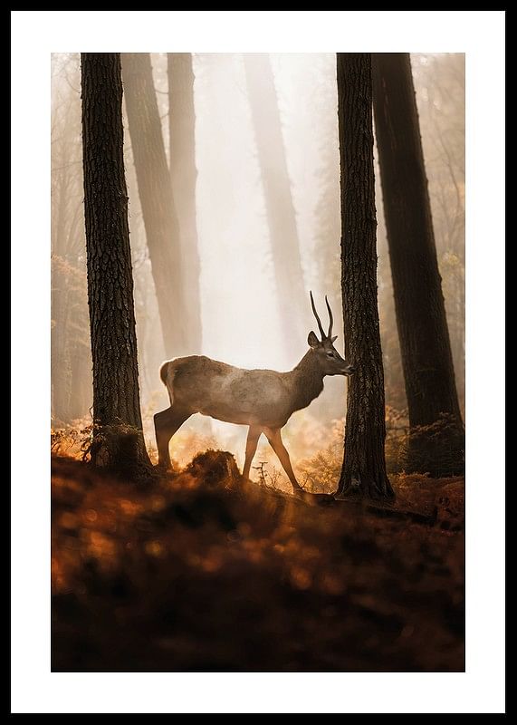 Poster cu o imagine a unui cerb maiestuos într-o pădure în lumina dimineții-12