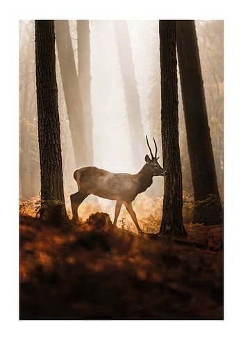 Poster Majestic Deer Autumn Light