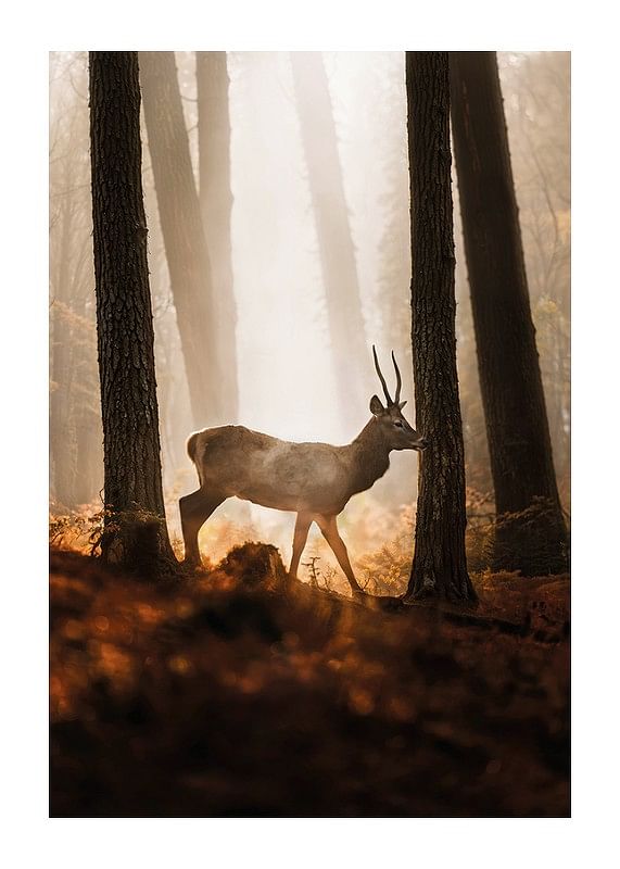 Poster cu o imagine a unui cerb maiestuos într-o pădure în lumina dimineții-12