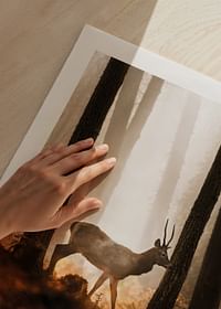 Poster cu o imagine a unui cerb maiestuos într-o pădure în lumina dimineții-5