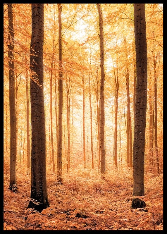 Poster with a photograph of a golden autumn forest-12