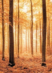 Poster with a photograph of a golden autumn forest-7