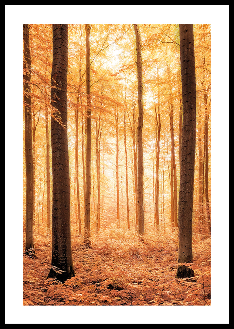 Poster with a photograph of a golden autumn forest-12
