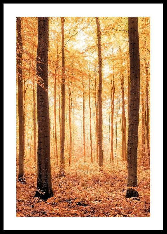Poster cu o fotografie a unei păduri aurii de toamnă-12
