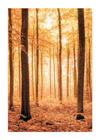 Poster with a photograph of a golden autumn forest-1