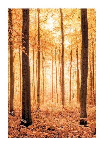 Poster Radiant Autumn Woods